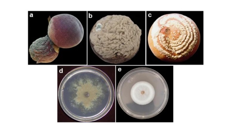 2602 peach Monilinia r.jpg